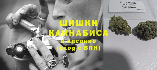 индика Новозыбков