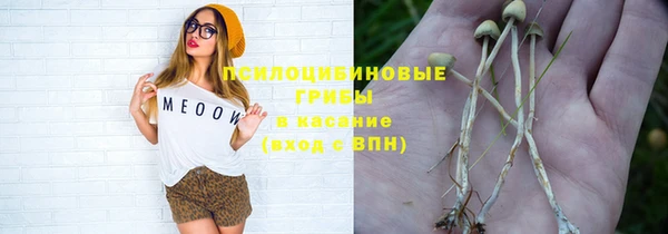 индика Новозыбков